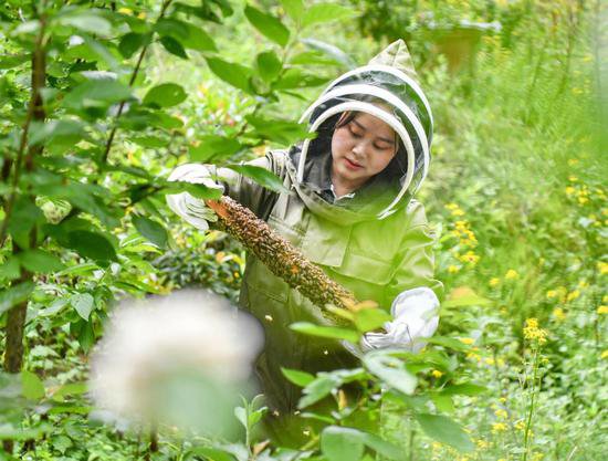 “我们村里的年轻人”｜养蜂能手的致富路