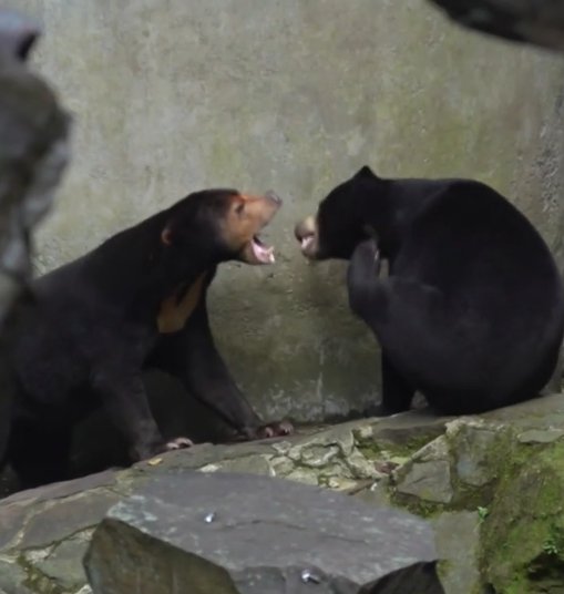 站立挥手的“<em>黑熊</em>”是人扮的？杭州动物园回应