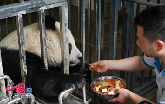 大熊猫保护访谈|<em>走</em>出国门的大熊猫，给世界带来了<em>什么</em>？