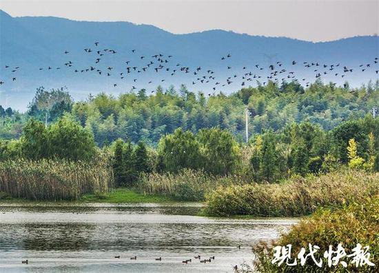 <em>看清</em>波荡漾 芳草萋萋 江苏首届“10佳湿地生态修复案例”出炉