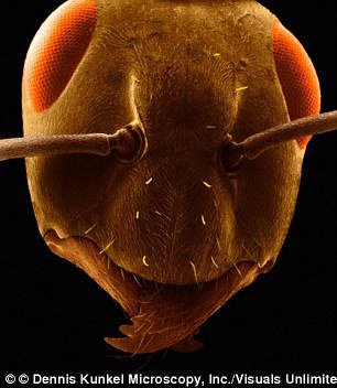 科学家药物控制<em>蚂蚁</em>遗传活动：改变其<em>觅食</em>行为