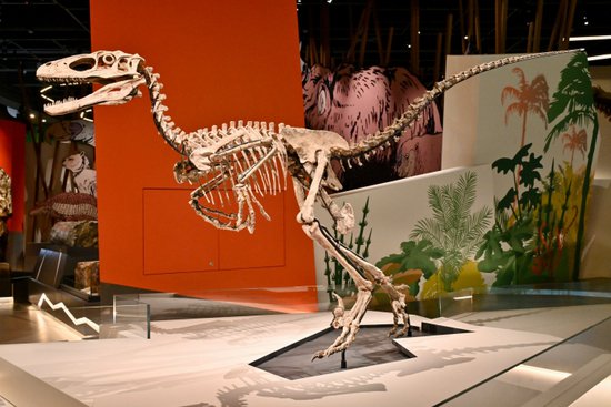 香港科学馆古生物展厅“灭绝·新生”展览展出珍贵动植物化石