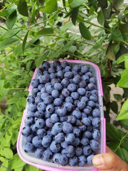 上海本地蓝莓上市啦！金山蓝莓果园上榜！如何选购？