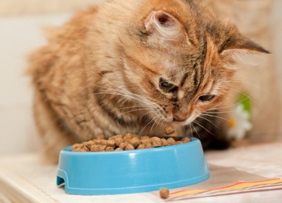 养猫无小事，首先看看哪几种猫粮是<em>比较安全</em>可靠的！