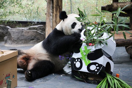 这个国庆，大熊猫“雪宝”“芊金”“康康”一<em>起</em>过生日啦！