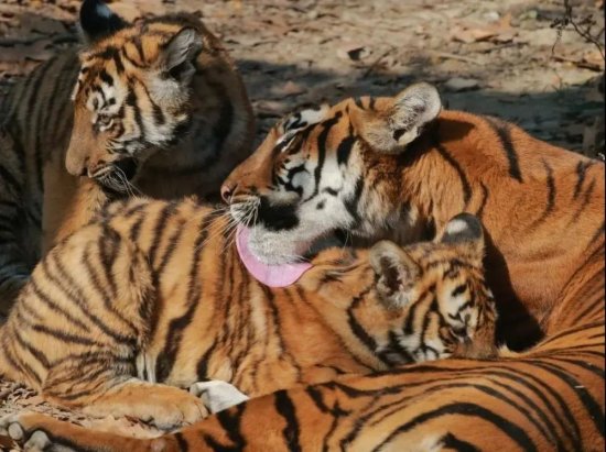来来来，请<em>给</em>上海动物园这对“虎姐弟”取个名！
