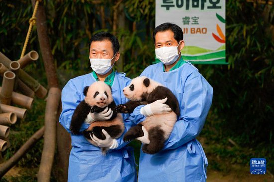 在韩国出生大熊猫双胞胎“<em>睿</em>宝”“辉宝”与公众见面