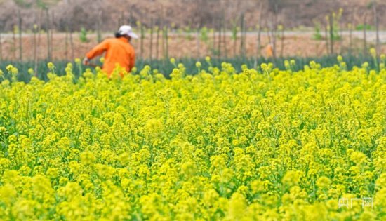 河南孟州：“小菜籽”遍开“致富花”