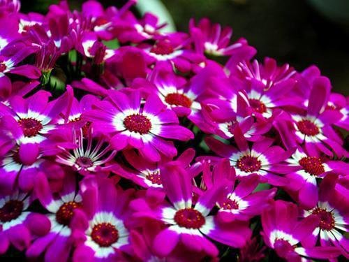 3种小巧可爱的小菊花，开花多花色艳丽，养护简单好上手
