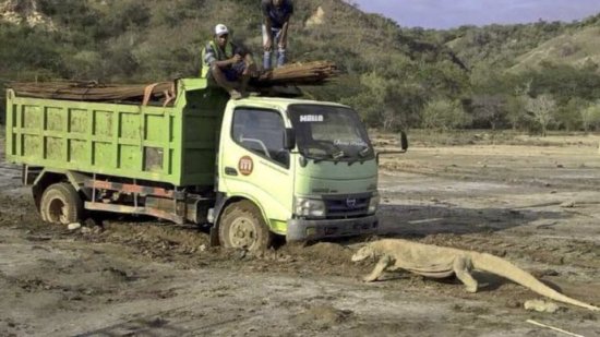 科莫多巨蜥拦卡车照引热议 印尼暂停度假村<em>建设</em>