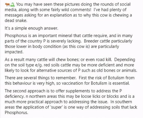 澳洲母牛居然吃蛇，真的是专家所说的缺乏营养吗，这<em>预示着什么</em>...