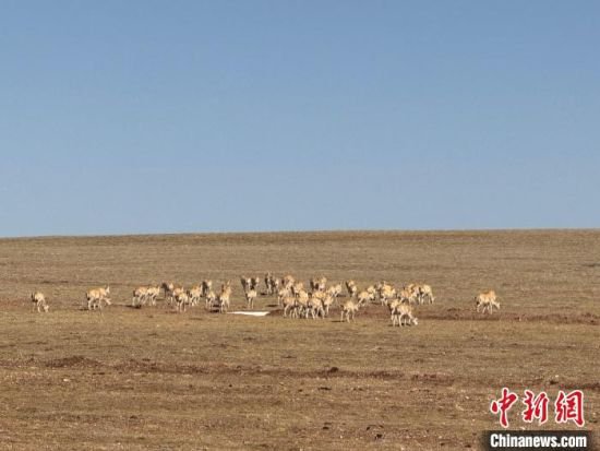 <em>可可西里</em>藏羚羊开启2024年度迁徙产仔季