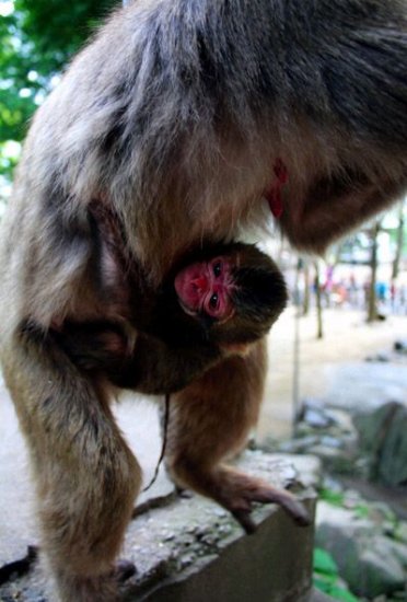 日本动物园欲为幼<em>猴起名</em>“夏洛特” 英王室表示理解