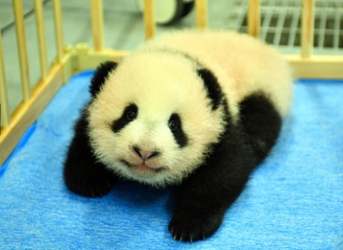 日本上野动物园龙凤<em>胎</em>大熊猫正式命名 再度掀起大熊猫热