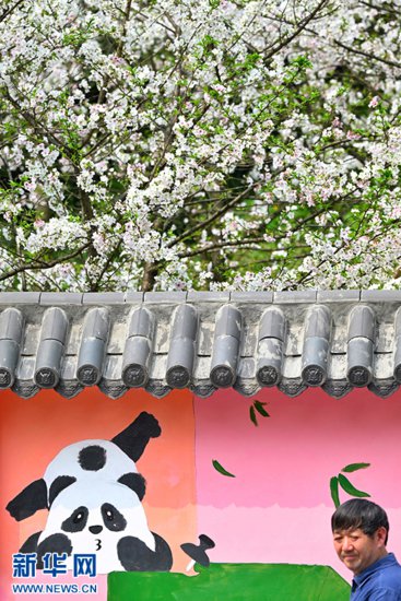 重庆：春光三月好赏樱