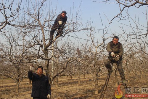 <em>宁陵县</em>组织技术人员指导果农修剪果树
