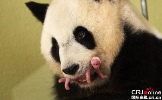 大熊猫宝宝助中法友谊“圆梦”