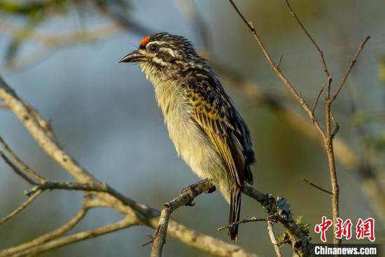 鸟类鸣唱发声节奏如何遗传？国际最新研究发现与两个基因密切...