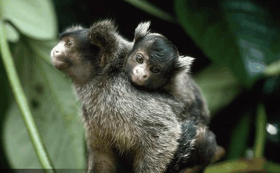 它是世界上最小的猴子，在亚马逊流域穿梭--<em>狨猴</em>