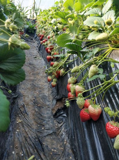 北京<em>农产品供应信息平台</em>助农户销售蔬果400多万公斤