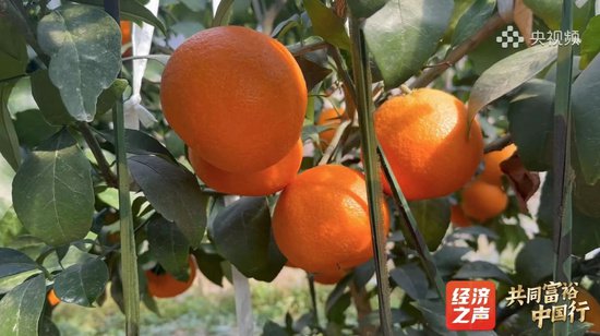 共同富裕中国行丨黄山市：大棚里种出“徒手榨汁”的果冻橙
