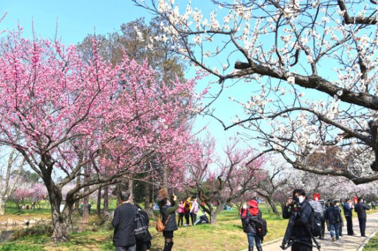 武汉东湖梅园迎来最佳赏花期 祖孙三代大年初一赏梅成传统
