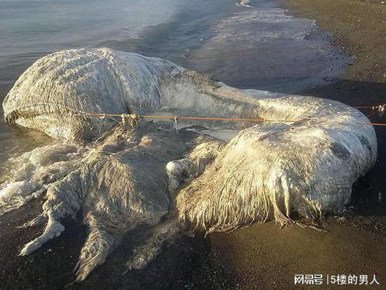 马来海滩发现未知生物尸体，日本渔船也曾发现过，怀疑是“<em>恐龙</em>...
