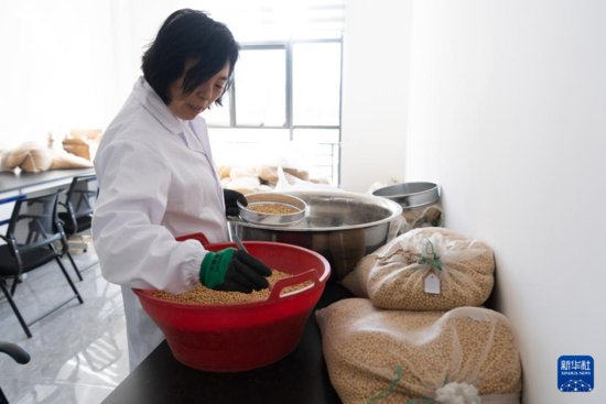 黑龙江黑河：发展大豆产业 大豆变“金豆”