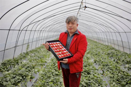 杭州一干了20年理发师的大叔转型种<em>草莓</em>，种出经验也种出了知名...