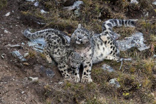 三江源国家公园完成首次雪豹生存状况评估，命名201只雪豹<em>个体</em>