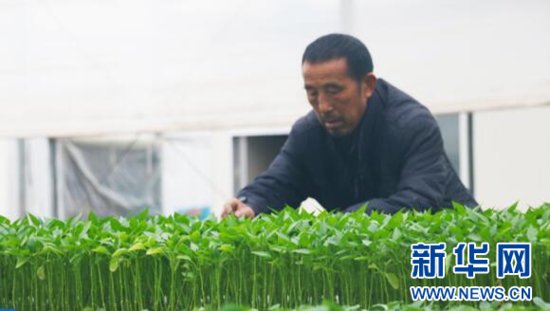 武汉多处农业基地全力应对新一轮低温雨雪天气