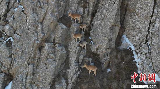 北山羊等频繁现身昆仑山中段杜瓦保护区