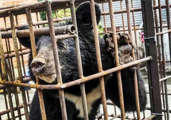 上海动物园大猩猩自虐事件爆了：这个时代，<em>疯掉的</em>到底是谁？