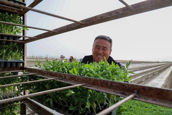 兵团二师<em>铁门关</em>市7.6万亩番茄开始全面机械化移栽