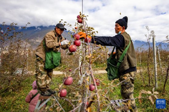 西藏米林：高原<em>苹果</em>丰收