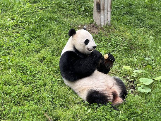 大熊猫“奥运”，15岁了！