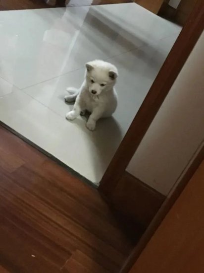 浙江网友偶然刷到四川小流浪，竟找到了自己丢失两年的狗！