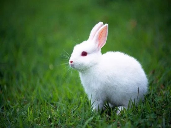 飞花令 “兔” 的诗句100首，兔年祝你宏图大展！