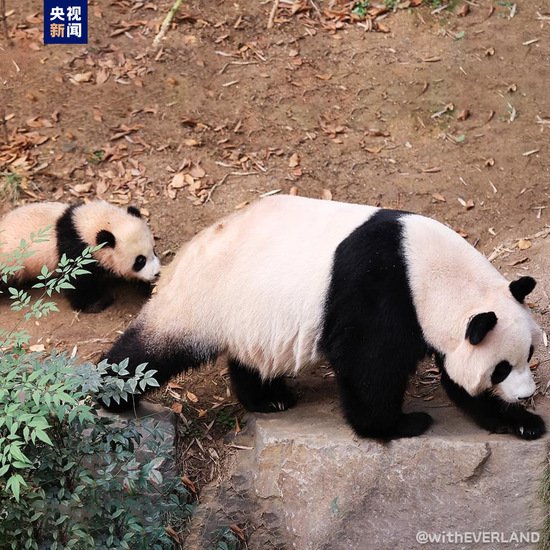 在韩国<em>出生的</em>大熊猫双胞胎“睿宝”“辉宝”将于4日起与公众见面