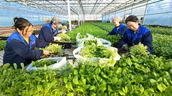 新疆察布查尔县：智能“玻璃房”绿叶菜月销售40万吨