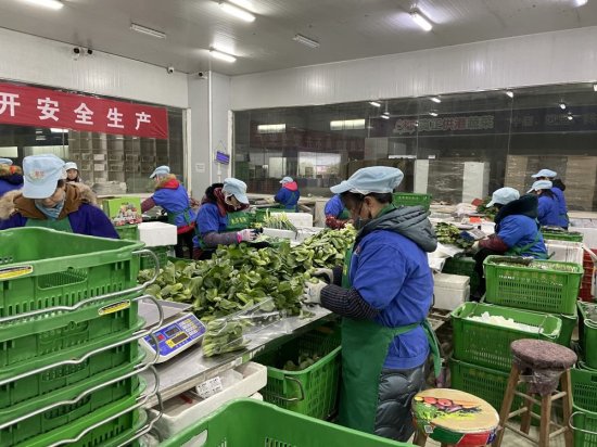 湖南供港蔬菜企业抓紧生产 保障香港“菜篮子”稳定