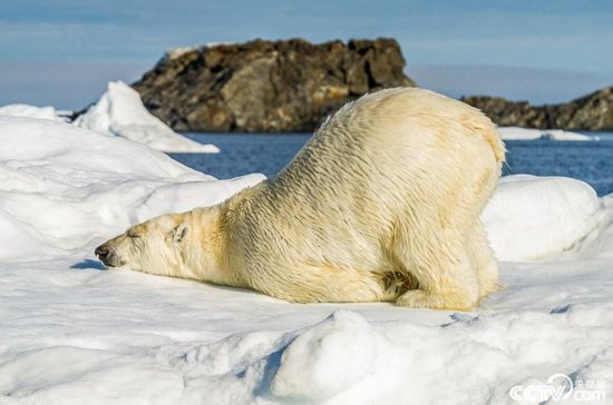 北极熊撅屁股卧冰休息 姿势搞笑