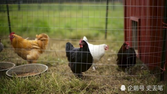 2015年他家的母鸡产下一颗“阴阳蛋”，结果2天后竟卖出5000元
