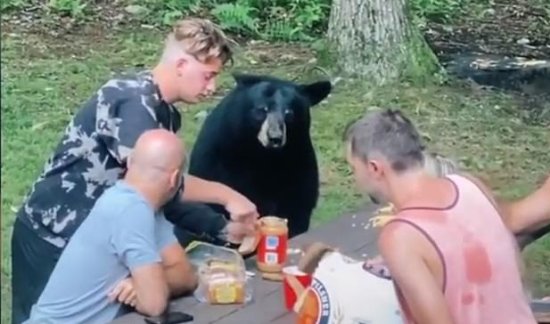 <em>美国一</em>家庭野餐时遇<em>黑熊</em>蹭吃主动喂食被批“白痴”