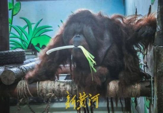 山东动物都爱吃大葱？一动物园黑猩猩每天吃一棵大葱三四瓣蒜