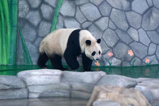 兰州野生动物园4<em>只</em>大熊猫正式亮相