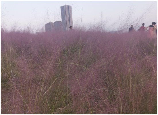 渝北公园里面的网红景点，蛮荒地块种满花草，来来往往全是粉黛