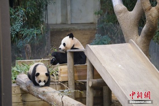 韩国<em>爱宝</em>乐园双胞胎大熊猫幼崽4日起与游客见面