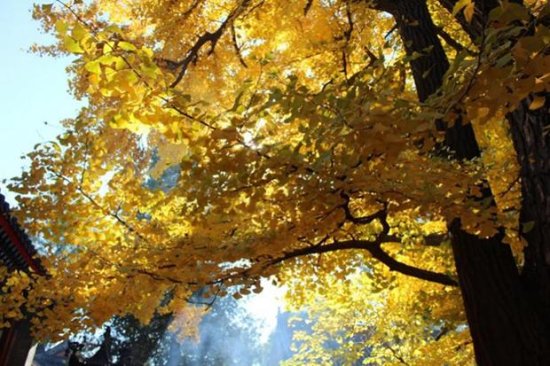 这些秋色叶<em>树的名字</em>，你能叫出几个？