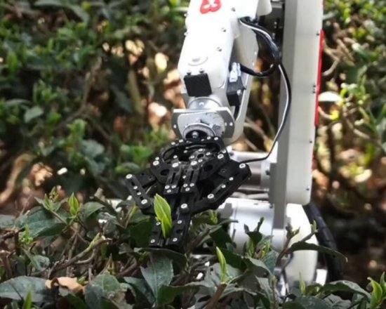 全球首例高原山地采茶机器人 无网络环境下实现茶叶采摘识别